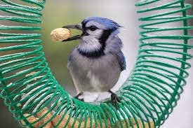 peanut feeder